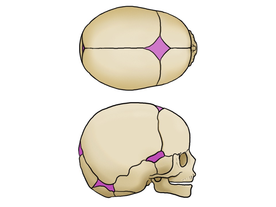 Farblich markierte Fontanellen bei grafisch abgebildeten Schädel eines Säuglings.