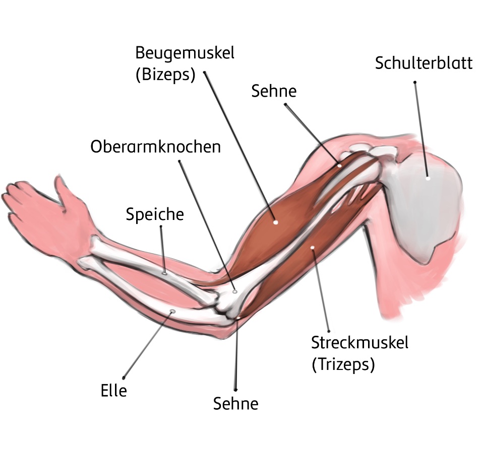 Grafisch dargestellter Arm mit eingezeichneten Muskeln und Knochen: Elle, Speiche, Sehne, Oberarmknochen, Streckmusel (Trizeps), Beugemuskel (Bizeps), Schulterblatt.