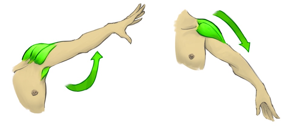 Grafische Darstellung: links ausgestreckter Oberarm mit grün eingefärbtem Schultermuskel, rechts gesenkter Oberarm mit grün eingezeichnetem Schultermuskel. Die Schultermuskeln steuern den Oberarm.