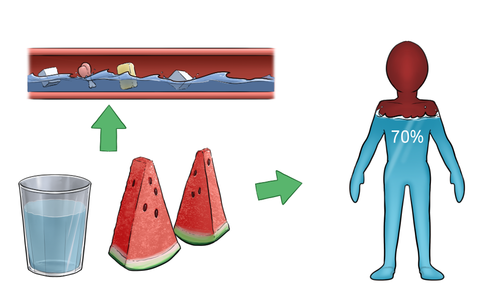 Leitungswasser und Flüssigkeit aus Wassermelonen werden im Körper als Transportstoff und Baustein eingesetzt.