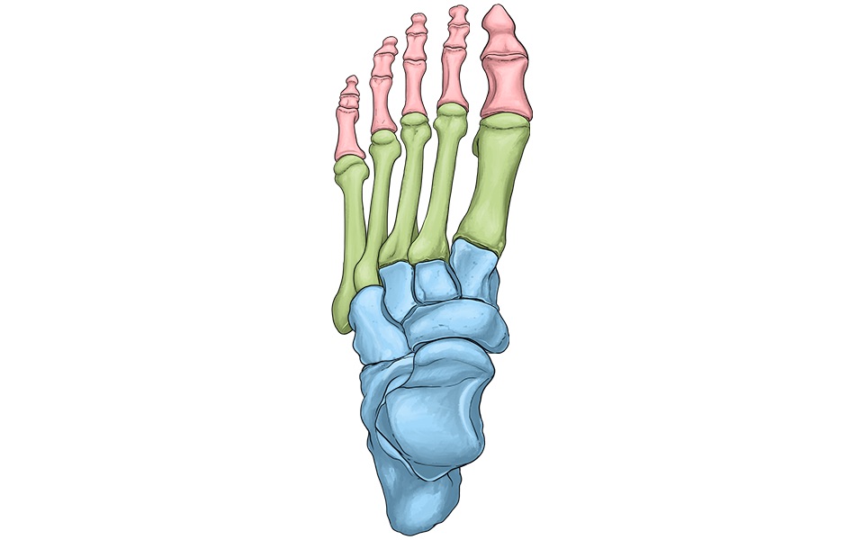 Grafisch dargestellte Skeletthand mit farblich markierten Handwurzel-  Mittelhand- und Fingerknochen. 
