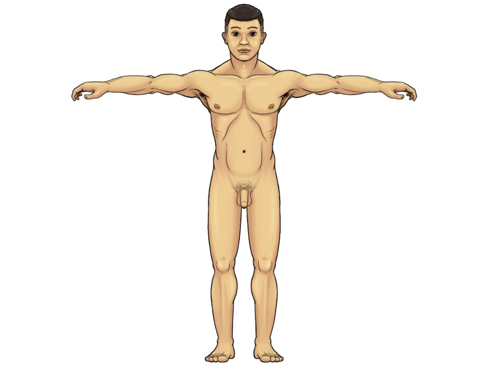 Illustration eines nackten Mannes mit waagerecht ausgestreckten Armen. Die Gliedmaßen (Hände und Füße) des Menschen sind symmetrisch angeordnet.