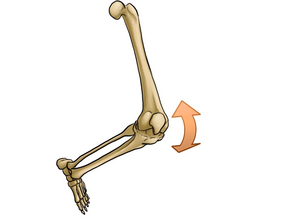 Grafische Abbildung eines Kniegelenkes mit Pfeilen zur Veranschaulichung der Drehbewegung des Gelenkes.