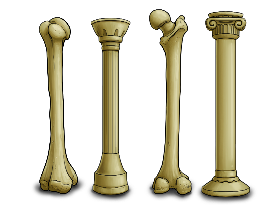 Oberschenkel- und Oberarmknochen sind hier neben antiken Säulen dargestellt.
