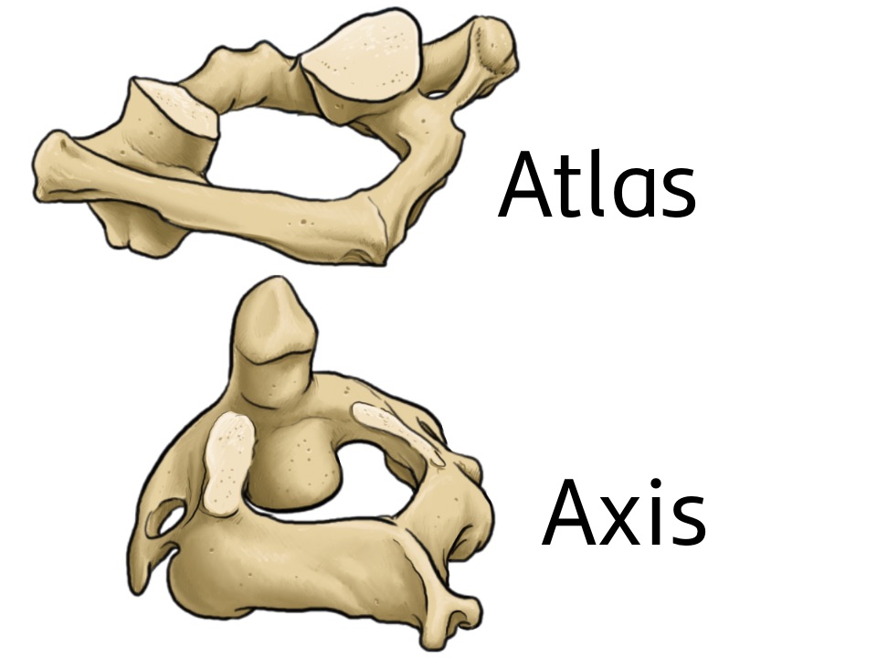 Grafisch dargestellte Halswirbel: Atlas und Axis.