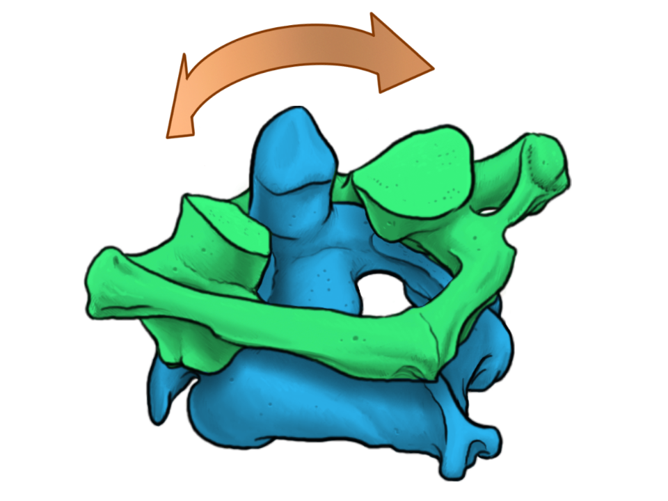 Grafische Darstellung: Die obersten Halswirbel, Atlas und Axis in blau und grün - ein organer Pfeil deutet die Drehrichtung an. 