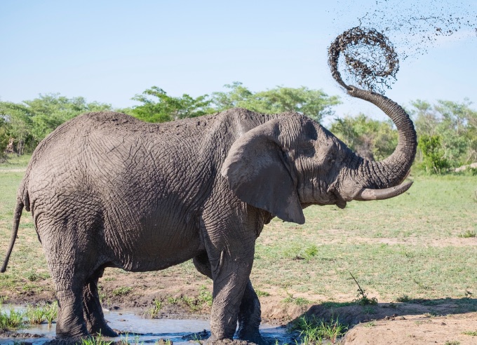 Ein Afrikanischer Elefant erfrischt sich in der Sonne, indem er an einer Wasserstelle mit seinem Rüssel Wasser auf seinen Rücken spritzt.