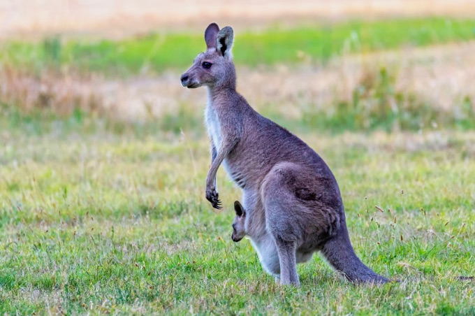 Ein Känguru mit Jungtier, das aus dem Beutel herausschaut.