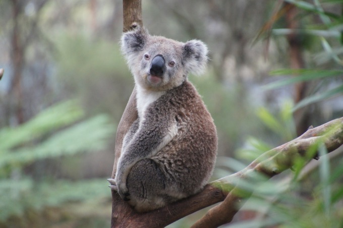 Ein Koala sitzt in einer Astgabelung auf einem Eukalyptusbaum.