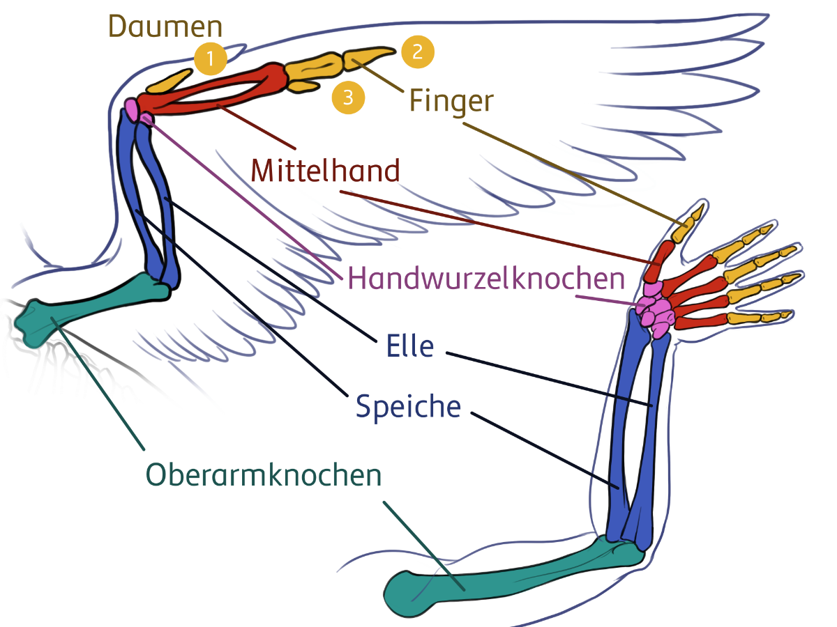 Vergleich des Skeletts eines Vogelflügels und einer menschlichen Hand