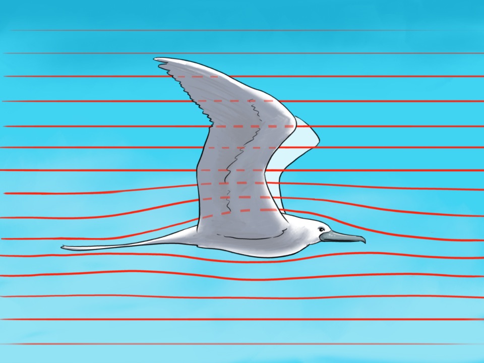 Eine Möwe im Flug. Um ihren länglichen aerodynamisch geformten Körper sind Stromlinien.
