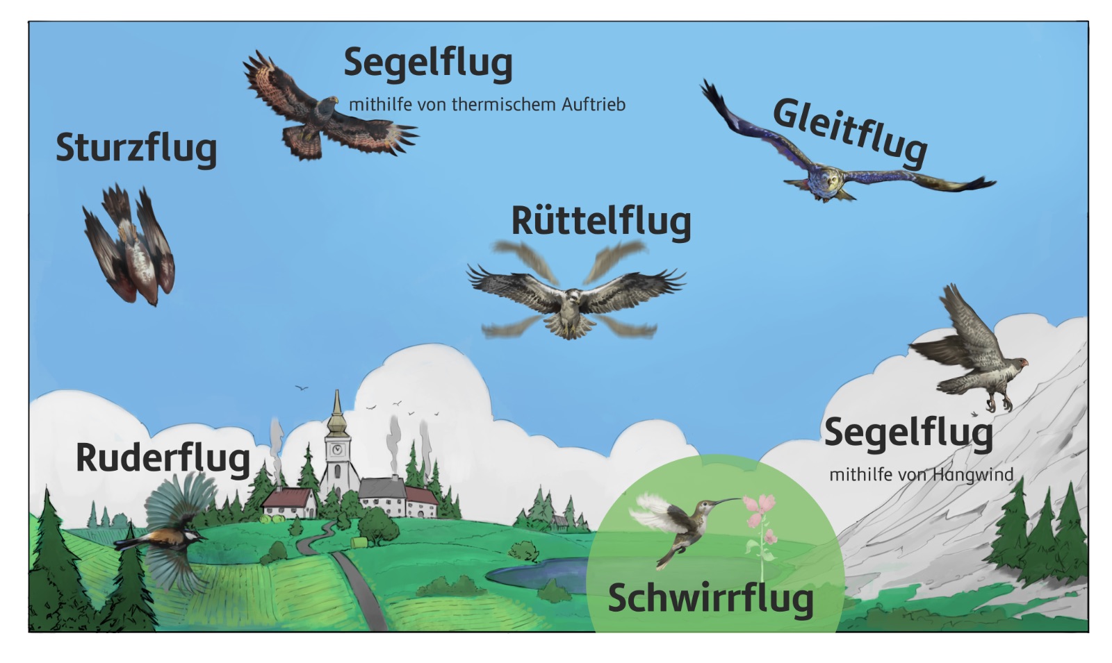 Flugarten der Vögel: Sturzflug, Segelflug, Gleitflug, Rüttelflug, Ruderflug, und Schwirrflug