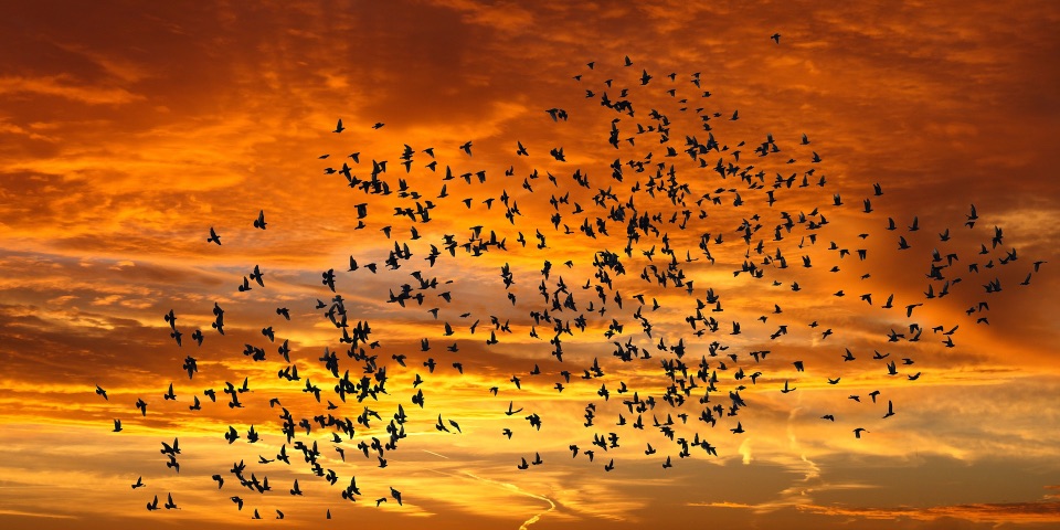Vogelschwarm bei Sonnenuntergang