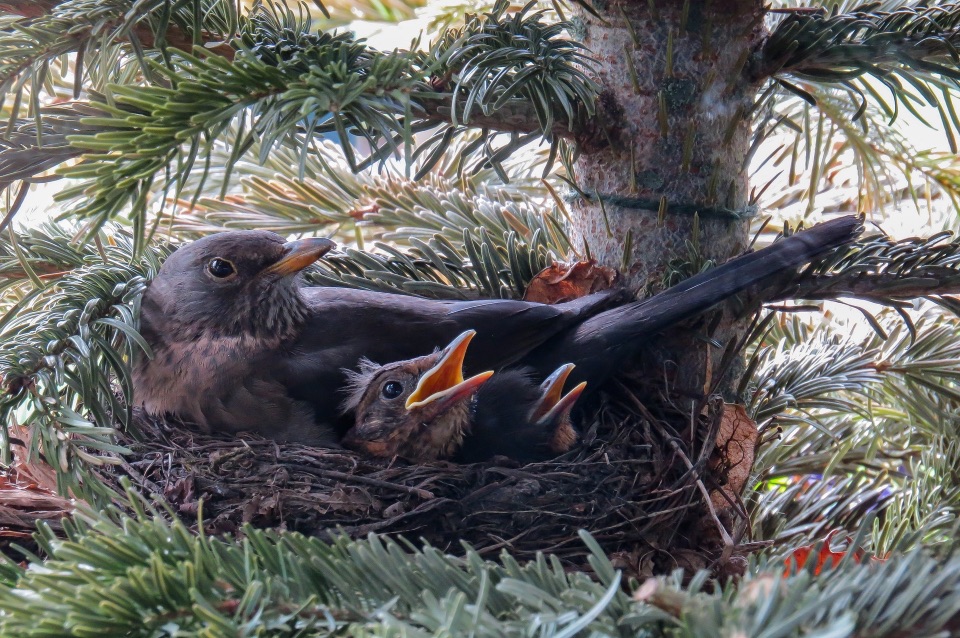 Eine Amselmutter sitzt mit ihren Jungen im Nest.