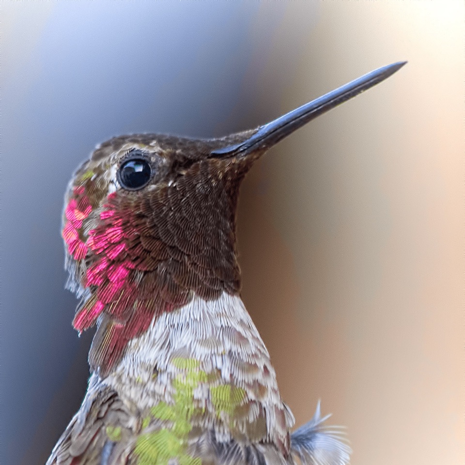 Kolibri (Röhrenschnabel)