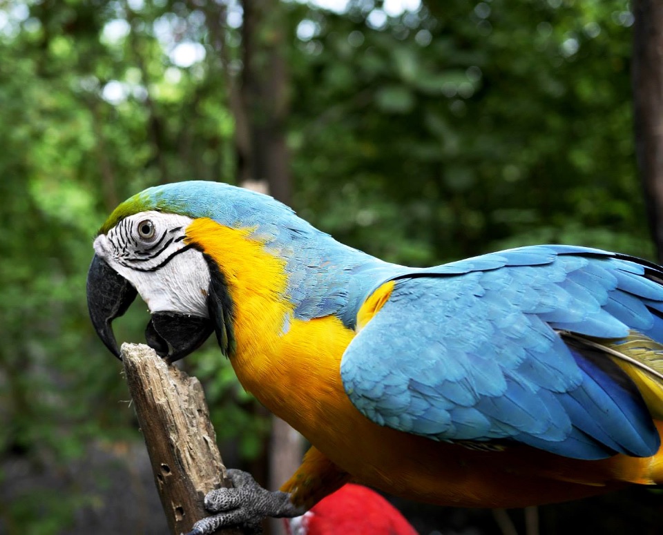 Der Schnabel als Kletterhilfe für einen Gelbbrustara (Papagei)