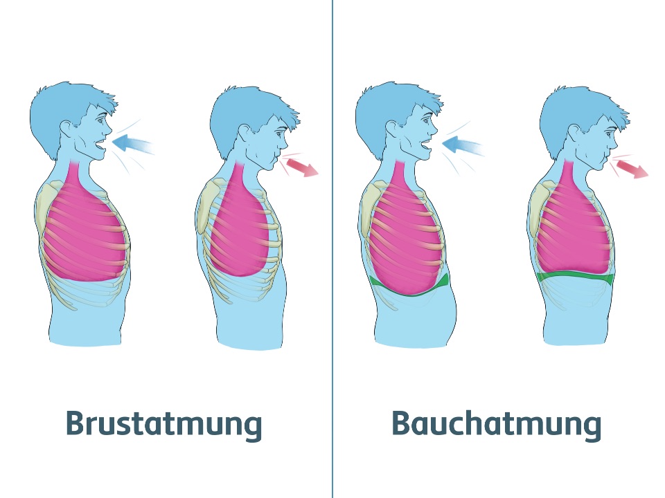 Bei der Brustatmung dehnt sich die Lunge nach vorn und nach hinten, während sich bei der Bauchatmung die Lunge nach unten gegen das Zwerchfell drückt.