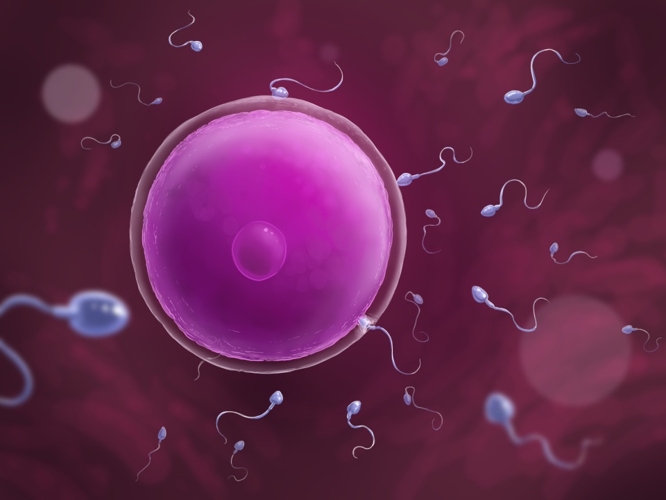 Illustration: Viele Spermien schwirren um eine Eizelle. Eine dringt gerade in diese ein.