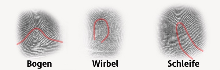 Hier sind drei Fingerabdrücke dargestellt – einer mit Bögen, einer mit Wirbeln und einer mit Schleifen.