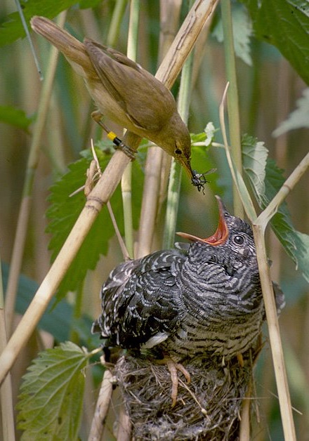 Ein Rohrsänger füttert das Kuckucksküken.