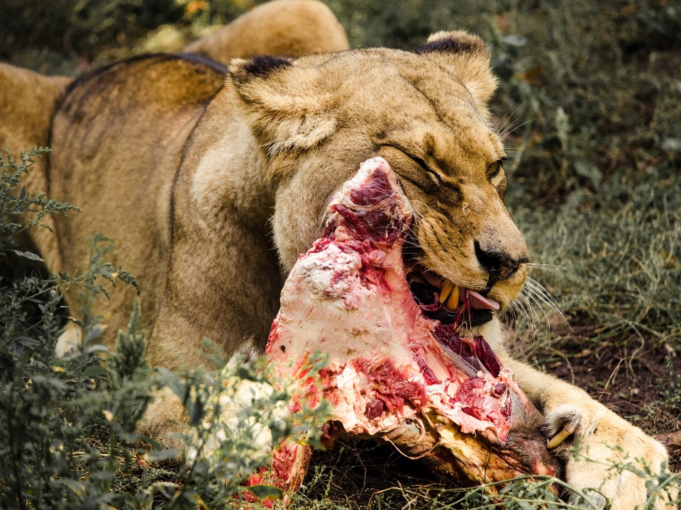 Ein Löwe kaut an einem Stück Fleisch.