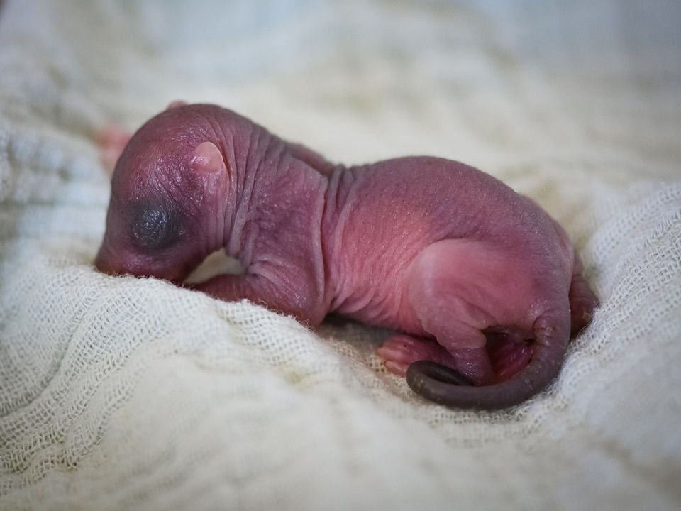 Ein neugeborenes Eichhörnchen.