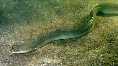 Europäischer Aal