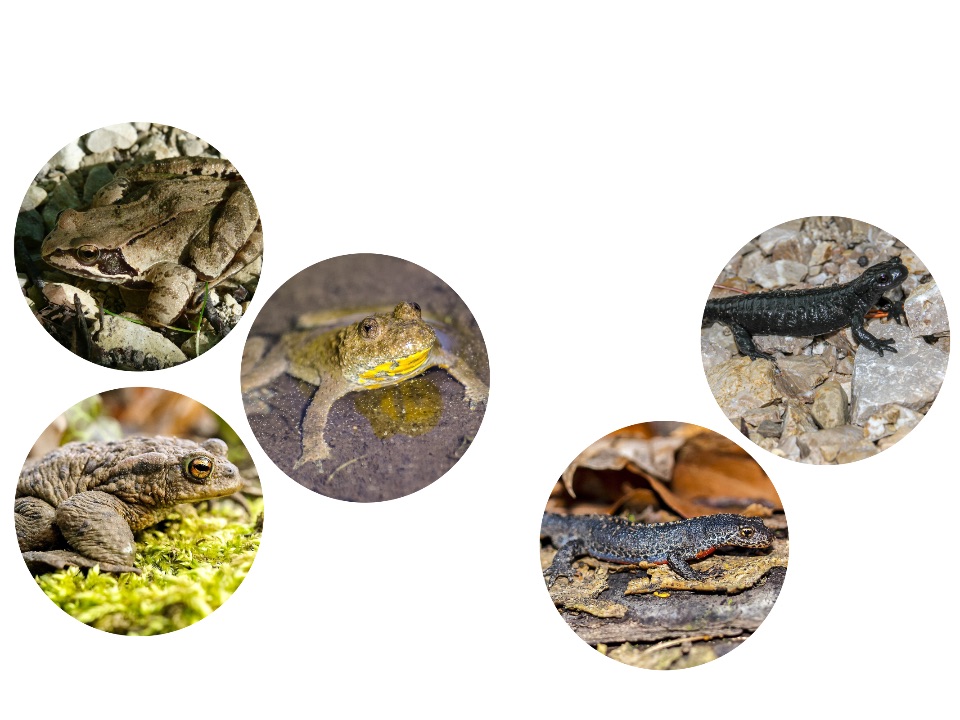 Amphibien in Österreich: Frösche, Kröten, Unken, Salamander und Molche
