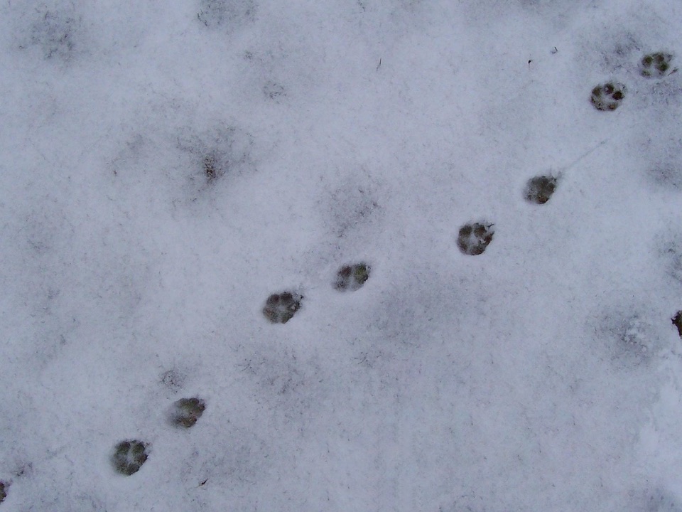 Schnürspur eines Fuchses im Schnee