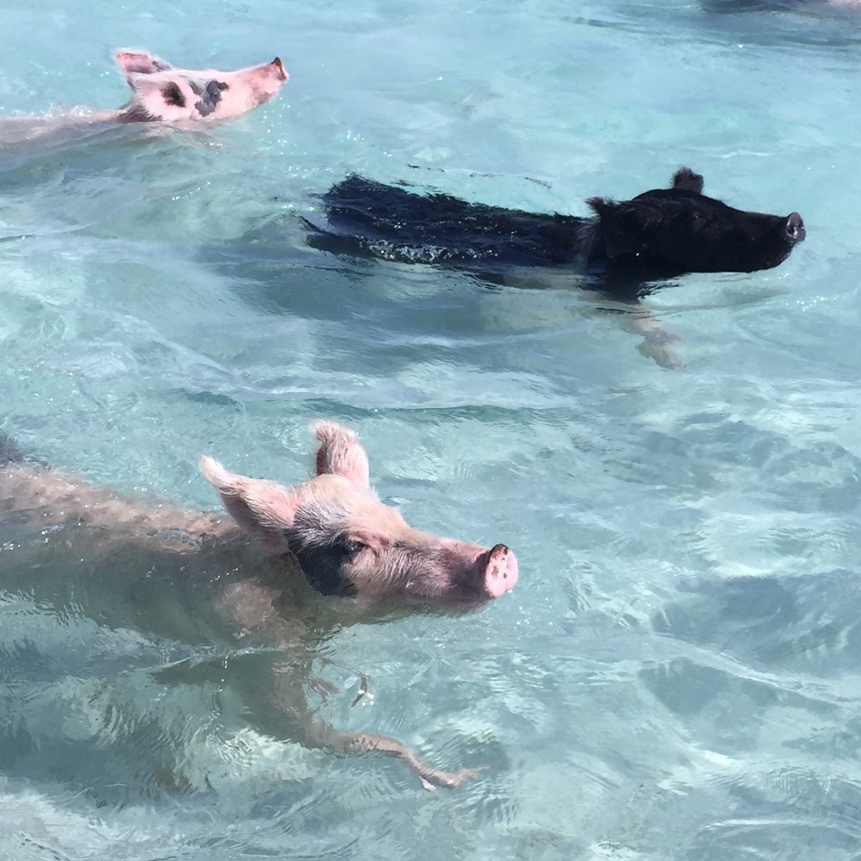 schwimmende Hausschweine