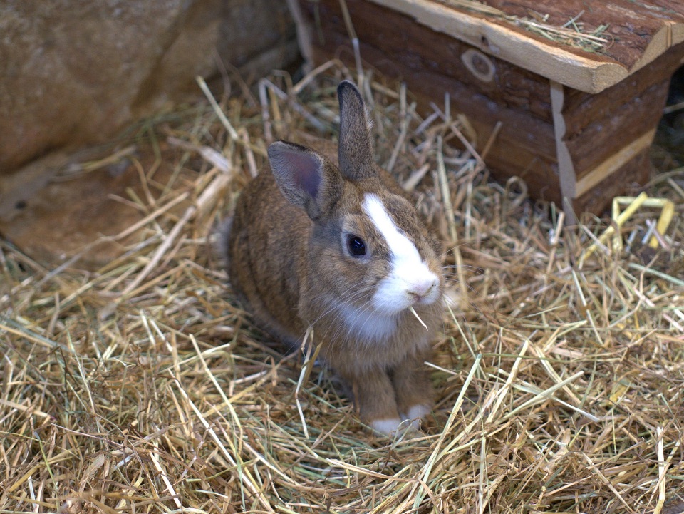 Vesteckmöglichkeiten für Kaninchen
