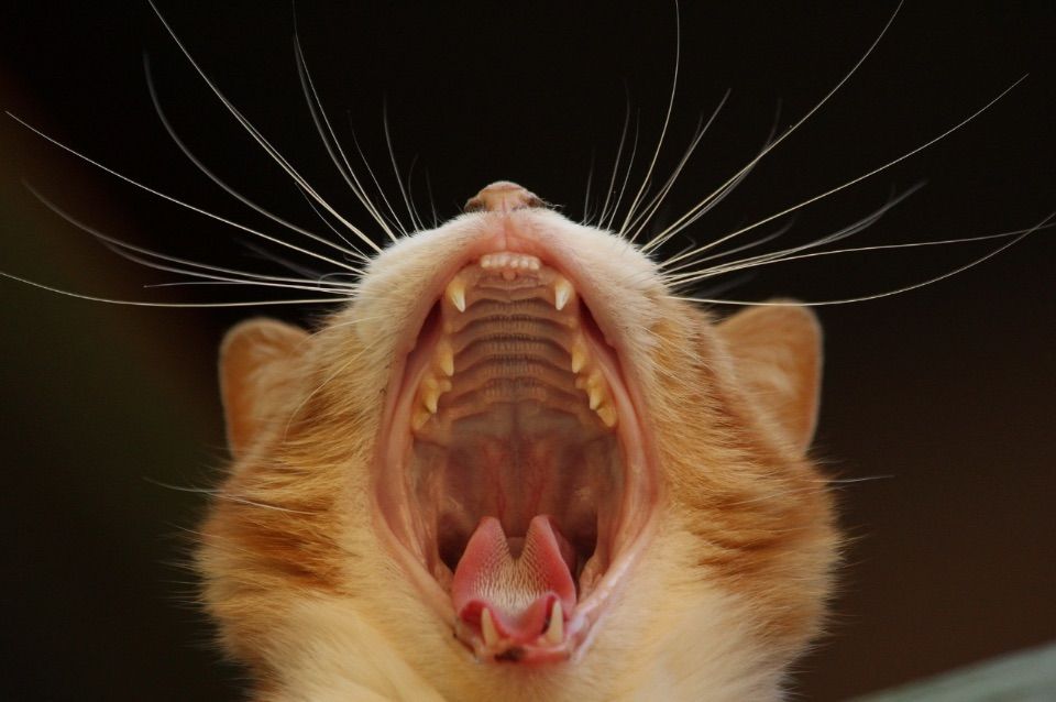 Foto einer Hauskatze mit seinem weit geöffneten Raubtiergebiss, mit spitzigen Zähnen und gut ersichtlichen Schnurrhaaren. Der Hintergrund ist schwarz, die Katze hat ein weiß-braunes Fell.