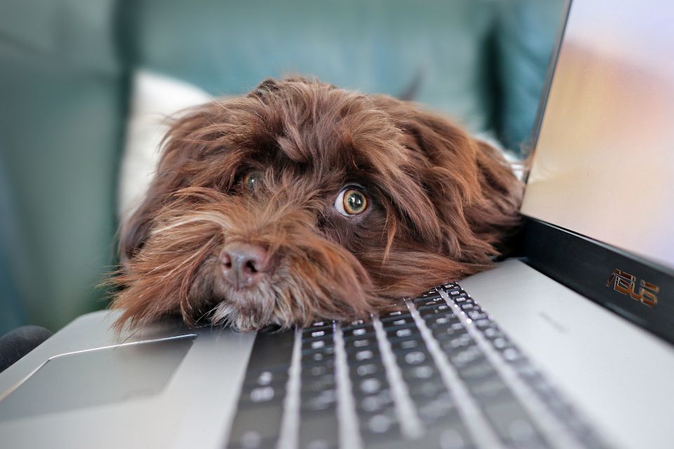 Hund lehnt sein Köpfchen an einen Laptop