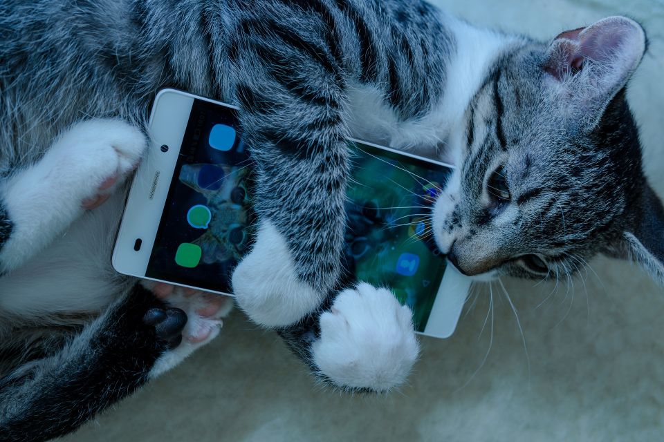Katze hält ein Smartphone in den Pfoten