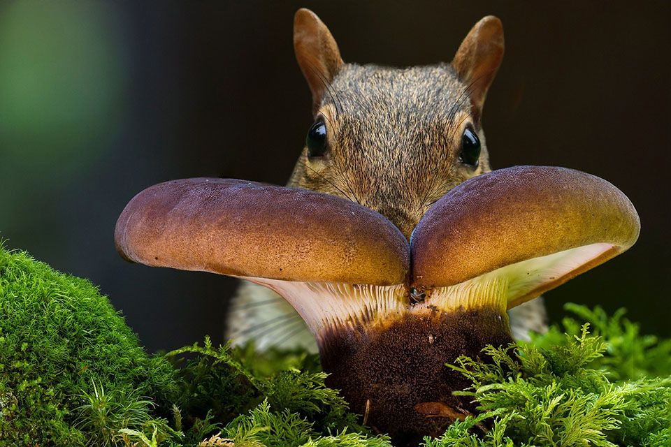 ein Eichkätzhcne versteckt frisst einen Pilz in einem Moosbett