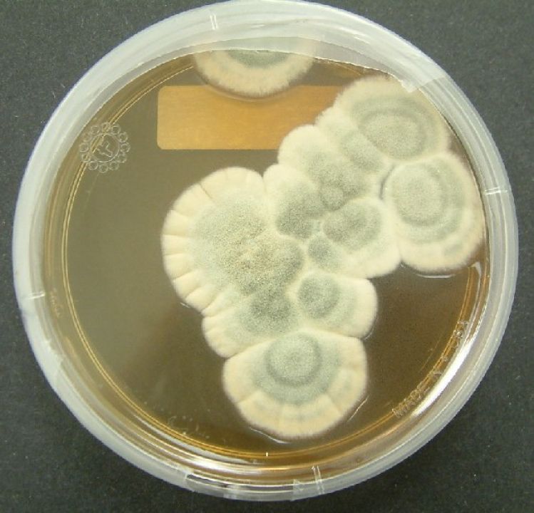 Der Schimmelpilz Penicillium auf einem Nährboden.