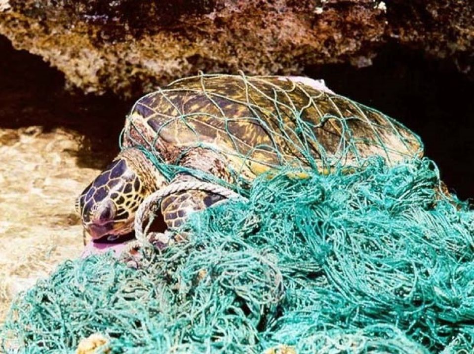 Schildkröte in Fischernetz