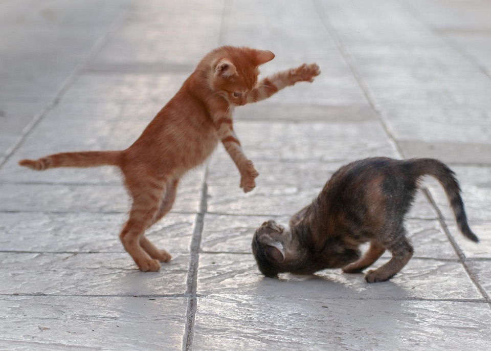 Zwei kleine Katzenbabies beim Spielen