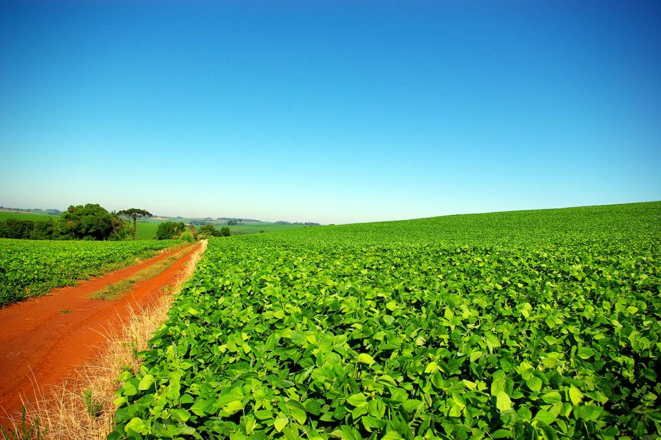 Riesiges Sojafeld, bis zum Horizont mit grünen Sojapflanzen bedecktes Feld mit einem schmalen Lehmweg links im Bild 