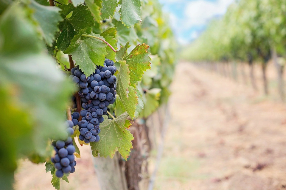 Foto von Weintrauben einer roten Rebsorte, an einer Weinrebe hängend und das  Weinanbaugebiet unscharf im Hintergrund.