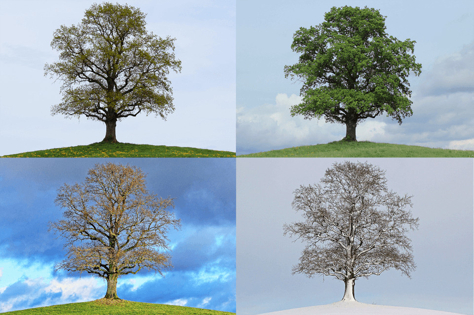 Vier Fotos eines Baumes im Frühling, Sommer, Herbst und Winter