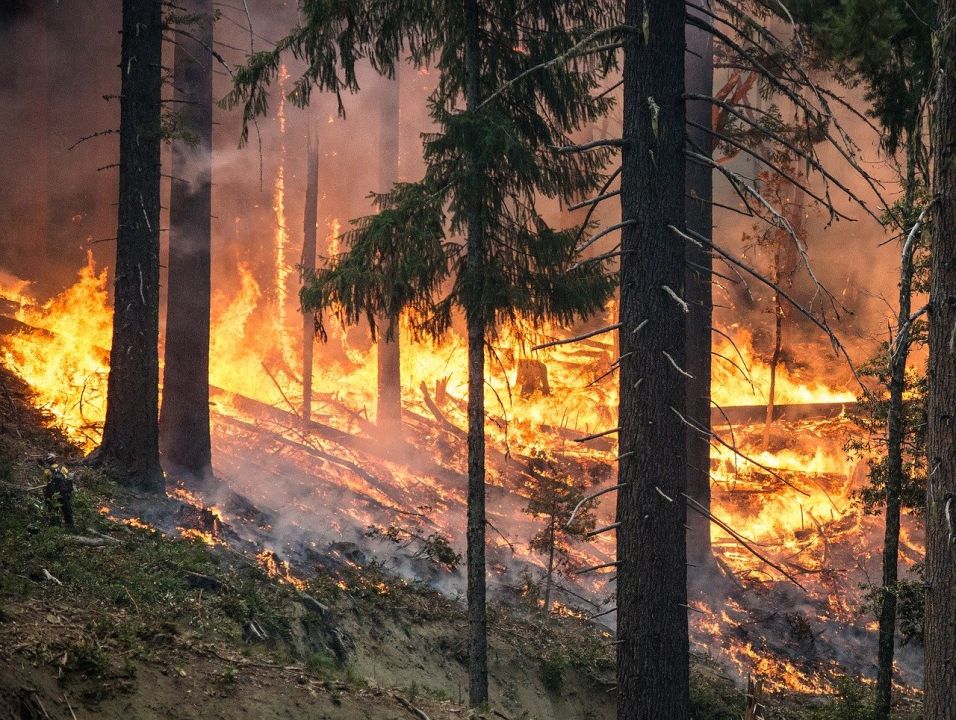 Bild von lodernden Flammen während eines Waldbrandes. Mehrere Nadelbäume brennen oder sind bereits verkohlt.