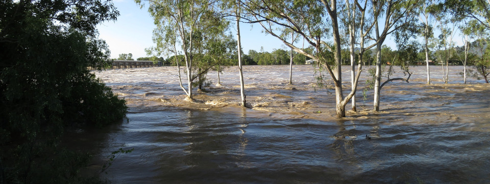 Laubbäume die fast bis zur Baumkrone im Hochwasser stehen