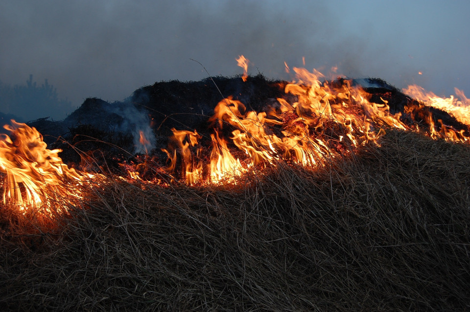 Ein Bild von brennendem Gras, im Fokus die lodernden Flammen und dunklen Rauchschwaden.
