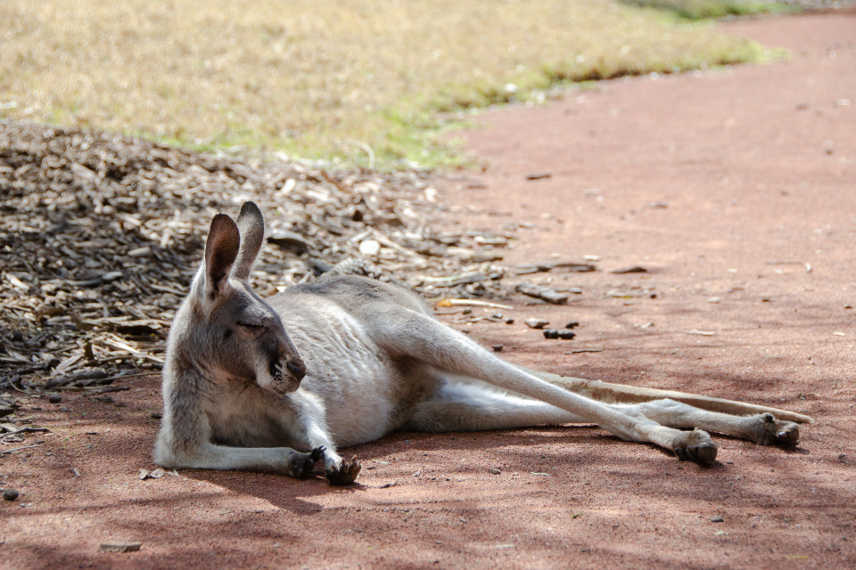 ein liegendes Känguru mit aufgestellten Ohren