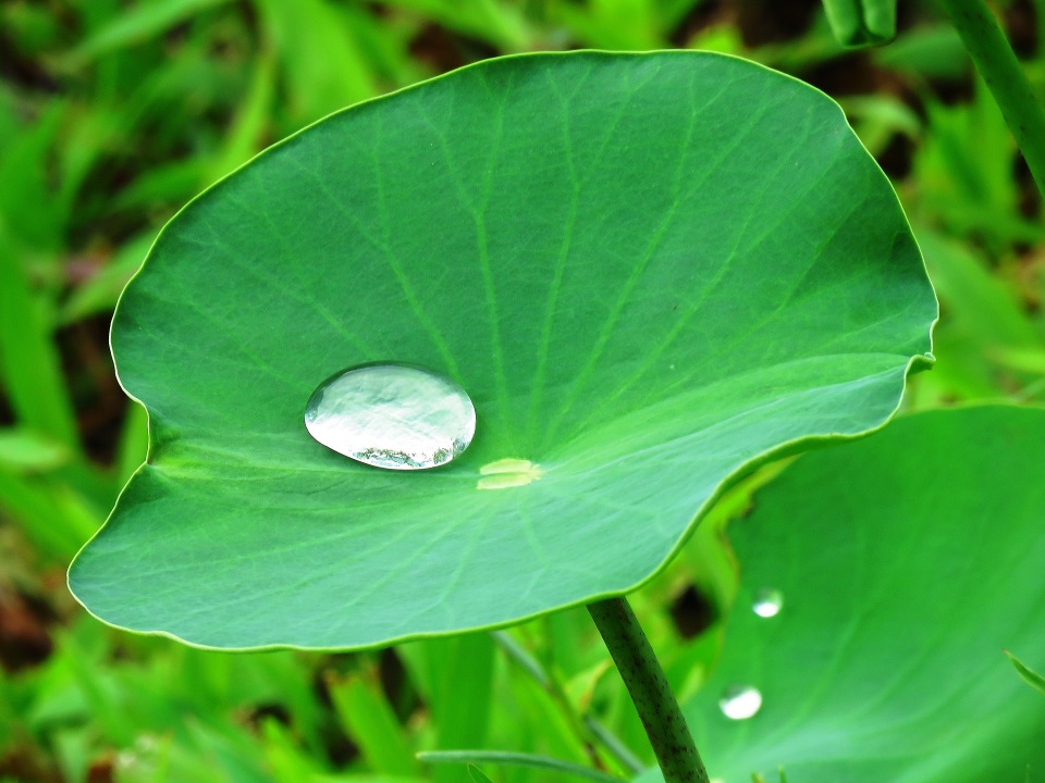 Lotuseffekt auf einem grünen Blatt